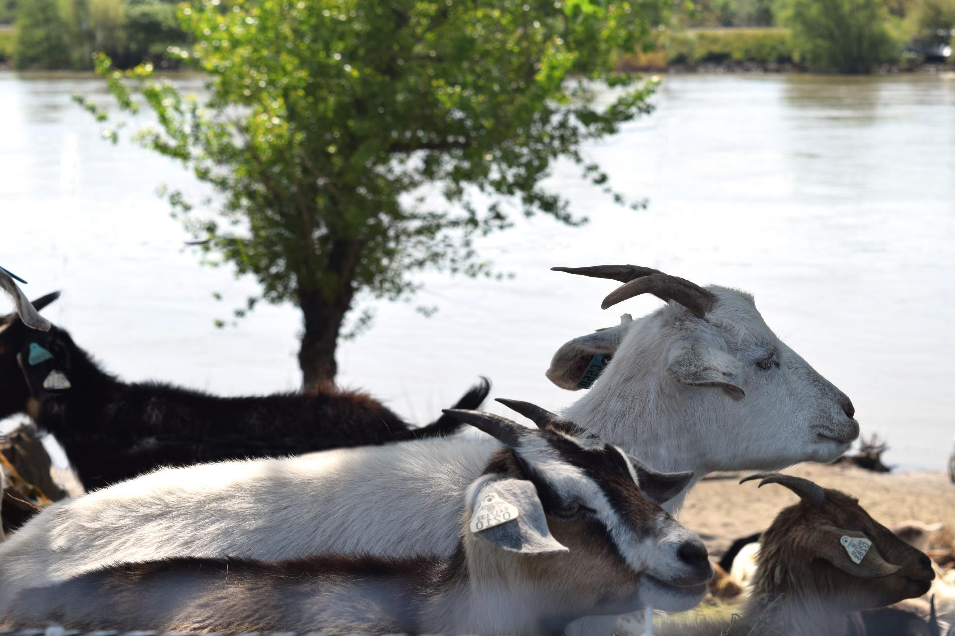 goats at the barn near sac river